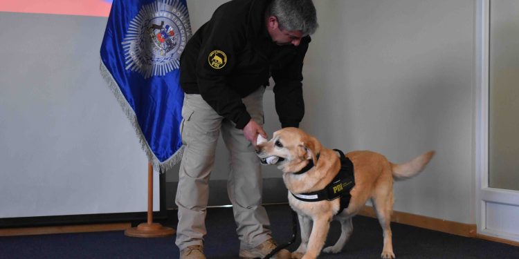 Tras una década de servicio, la funcionaria canina Tamar se jubila en Aysén