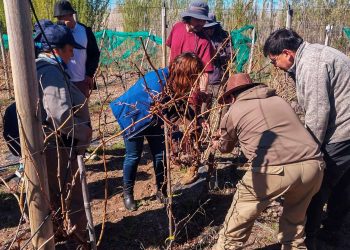 INIA realiza Día de Campo en Chile Chico centrado en la poda del cultivo de la vid