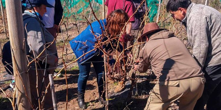 INIA realiza Día de Campo en Chile Chico centrado en la poda del cultivo de la vid