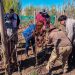 INIA realiza Día de Campo en Chile Chico centrado en la poda del cultivo de la vid