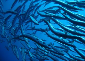 Oxígeno del océano frente a Chile podría aumentar por El Niño afectando a la fauna marina