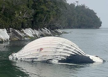 Ballena jorobada hallada muerta cerca de centro de engorda de salmónidos en Parque Nacional Laguna San Rafael