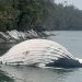 Ballena jorobada hallada muerta cerca de centro de engorda de salmónidos en Parque Nacional Laguna San Rafael