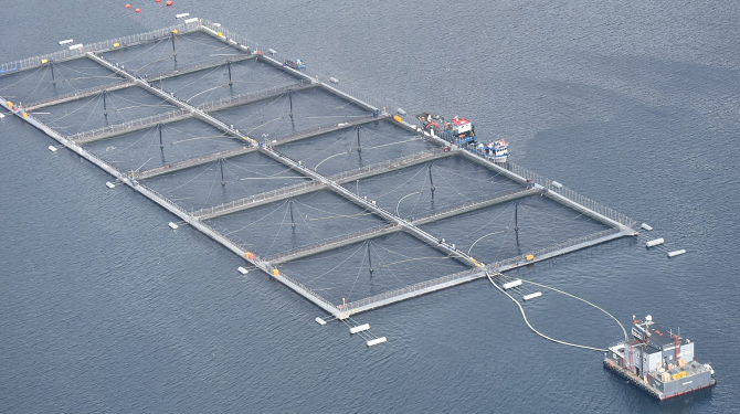 Corte de Apelaciones de Coyhaique Sanciona a Salmones Multiexport S.A. con Multa Millonaria