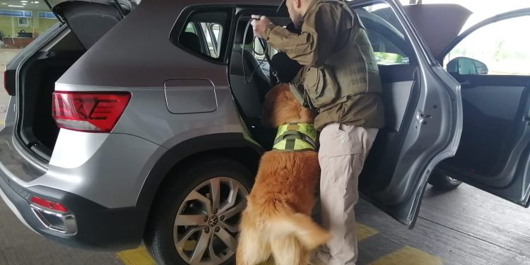 Carabineros y Perrito Gazú Realizan Controles para Detectar Drogas en Aysén
