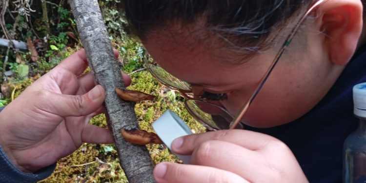 Exitosa Celebración de la “Ranita de Darwin” en la Región de Aysén