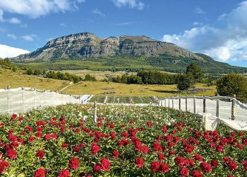 Empresa Coyhaiquina Platinium Flowers Reconocida por ProChile por 20 Años de Producción y Exportación de Flores