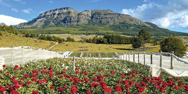 Empresa Coyhaiquina Platinium Flowers Reconocida por ProChile por 20 Años de Producción y Exportación de Flores