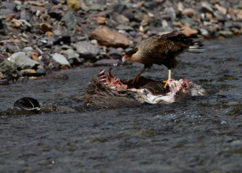 Brutal ataque a huemul hembra en el Parque Nacional Cerro Castillo