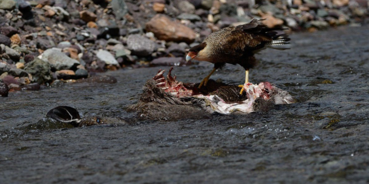 Brutal ataque a huemul hembra en el Parque Nacional Cerro Castillo