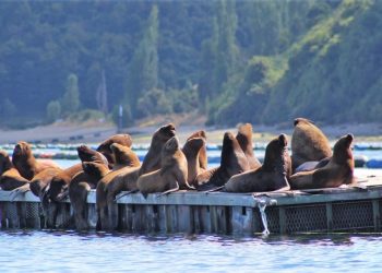 Empresa MultiX denuncia hallazgo de lobos marinos muertos en contenedor de redes