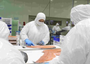 El Salmón se consolida como el segundo producto más exportado entre enero y noviembre de 2024