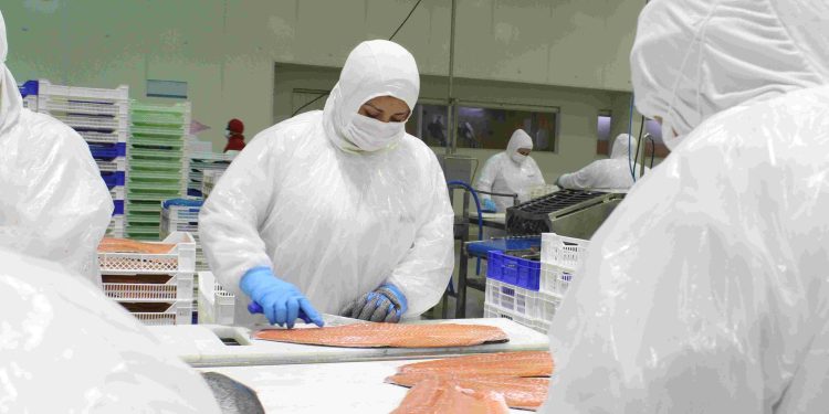 El Salmón se consolida como el segundo producto más exportado entre enero y noviembre de 2024