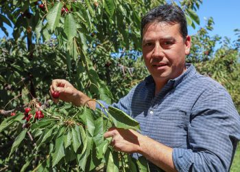 Chile Chico: la historia y futuro de su exitosa producción de cerezas