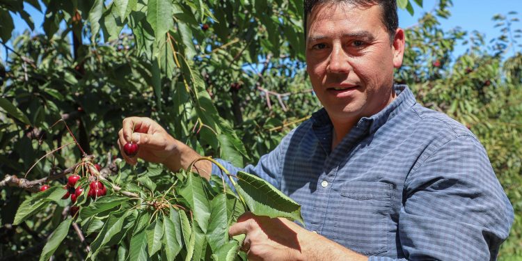 Chile Chico: la historia y futuro de su exitosa producción de cerezas