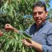 Chile Chico: la historia y futuro de su exitosa producción de cerezas