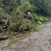 Carabineros despliega operativos para despejar vías tras fuerte viento en la región de Aysén