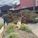 Fuertes vientos azotan la región de Aysén y provocan cortes de energía, suspensión de navegación y daños menores