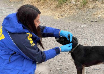 Detenido en Coyhaique por maltrato animal tras denuncia ciudadana