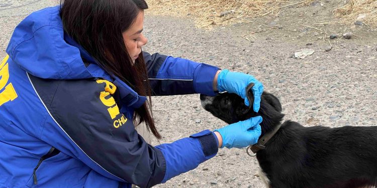 Detenido en Coyhaique por maltrato animal tras denuncia ciudadana