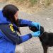 Detenido en Coyhaique por maltrato animal tras denuncia ciudadana