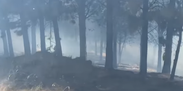 Incendio forestal en Salto Chico es controlado tras arduo trabajo de brigadas de CONAF y Bomberos de Coyhaique