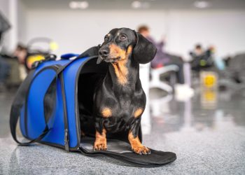 SERNAC investiga a aerolíneas por problemas en el traslado de mascotas