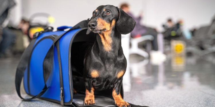 SERNAC investiga a aerolíneas por problemas en el traslado de mascotas