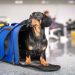 SERNAC investiga a aerolíneas por problemas en el traslado de mascotas