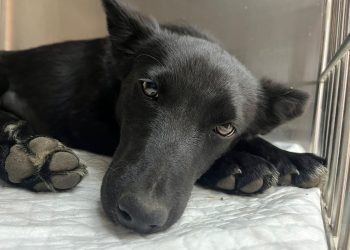 Abren inscripciones para operativos gratuitos de esterilización en Coyhaique