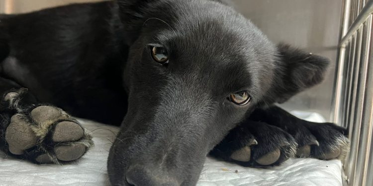 Abren inscripciones para operativos gratuitos de esterilización en Coyhaique