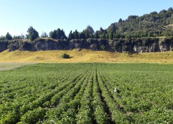 INDAP Aysén abre Concurso para mejorar suelos agrícolas