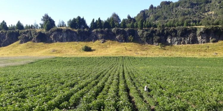 INDAP Aysén abre Concurso para mejorar suelos agrícolas