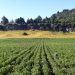 INDAP Aysén abre Concurso para mejorar suelos agrícolas