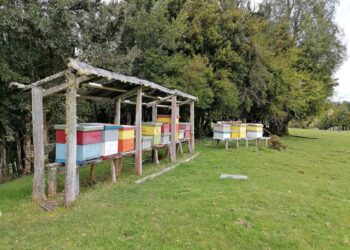 Investigación revela la riqueza floral y calidad de las mieles de Aysén