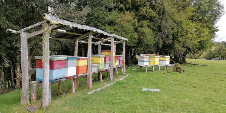 Investigación revela la riqueza floral y calidad de las mieles de Aysén