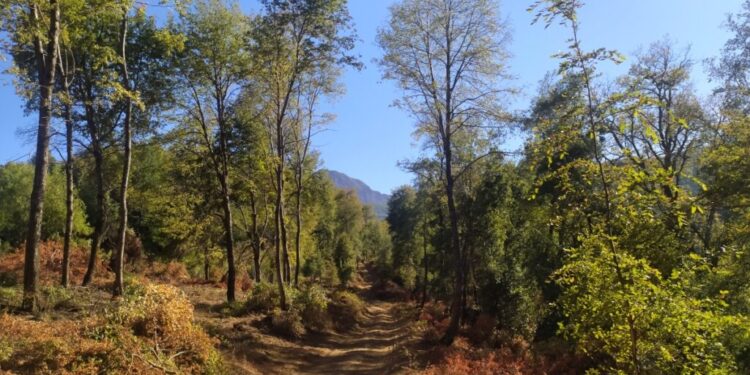 Firman Acuerdo de Producción Limpia para manejo sustentable del bosque nativo en Coyhaique