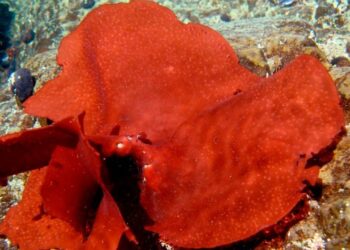 Sernapesca y Armada incautan cuatro toneladas de luga roja sin acreditación legal en cercanías de Melinka