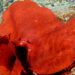 Sernapesca y Armada incautan cuatro toneladas de luga roja sin acreditación legal en cercanías de Melinka