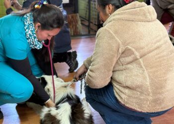 Anuncian nuevo operativo gratuito de esterilización para mascotas de Coyhaique