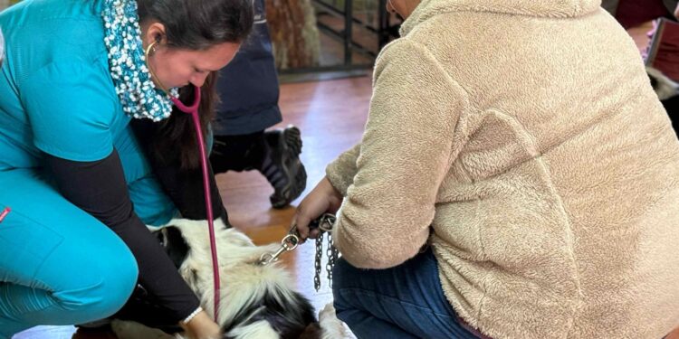 Anuncian nuevo operativo gratuito de esterilización para mascotas de Coyhaique