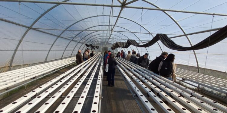 Productores hortícolas de Aysén inician programa Corfo-INACAP para modernizar la agricultura local