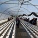 Productores hortícolas de Aysén inician programa Corfo-INACAP para modernizar la agricultura local