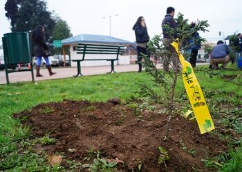 Coyhaique impulsa reforestación urbana y sistema de oxigenadores
