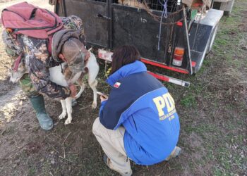 Detienen a dos personas por maltrato animal en Balmaceda
