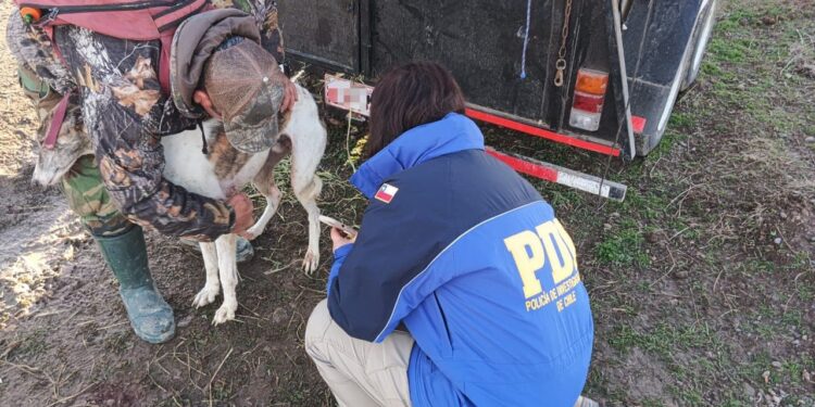 Detienen a dos personas por maltrato animal en Balmaceda