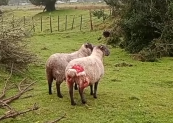 Concejal de Cisnes solicita intervención del SAG por ataque de perros a ganado menor en sector rural