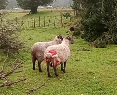 Concejal de Cisnes solicita intervención del SAG por ataque de perros a ganado menor en sector rural