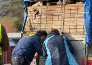 Fiscalizan traslado de 36 galgos en Coyhaique en operativo por posible maltrato animal