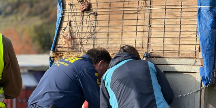 Fiscalizan traslado de 36 galgos en Coyhaique en operativo por posible maltrato animal